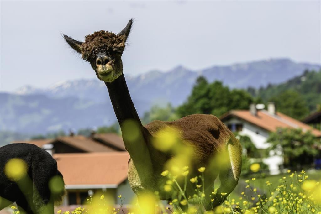 Alpakahof Wechs Villa Bad Hindelang Kültér fotó