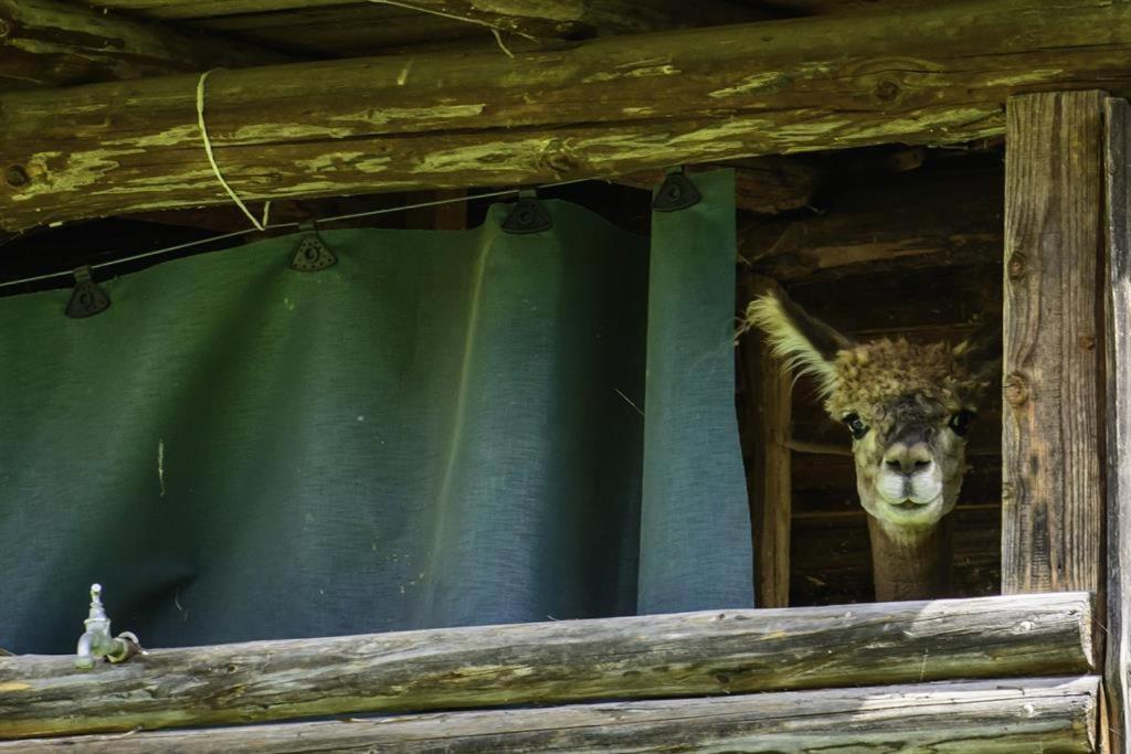 Alpakahof Wechs Villa Bad Hindelang Kültér fotó